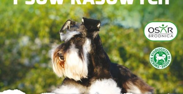 WYSTAWA PSÓW RASOWYCH